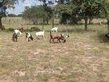 Prime 1-Hectare Residential Land for Sale in Kadoma