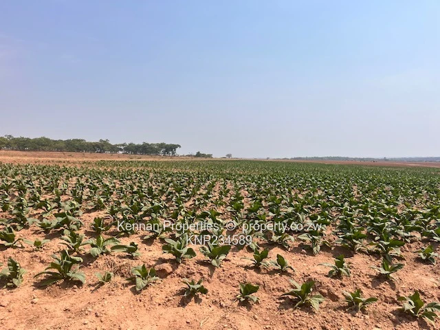 New Farm Listing - Bromley 