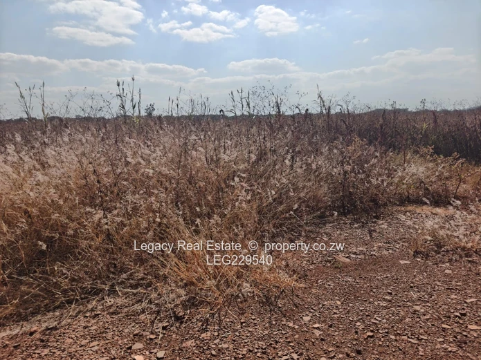 Spitzkop Stands for Sale