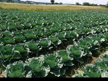 Galloway Agro-residential Plot for sale 