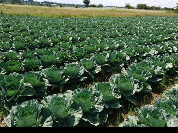 Galloway Agro-residential Plot for sale 