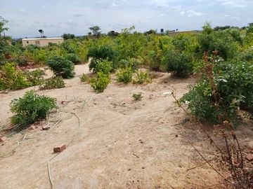 Stands & Residential Land