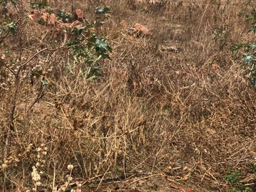 Commercial & Industrial Land