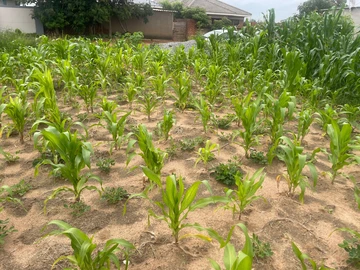 Stands & Residential Land