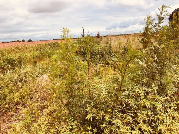 Commercial & Industrial Land