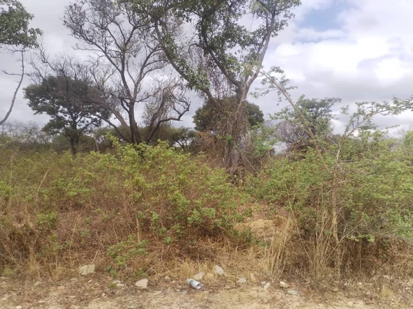 Farm & Agricultural Land