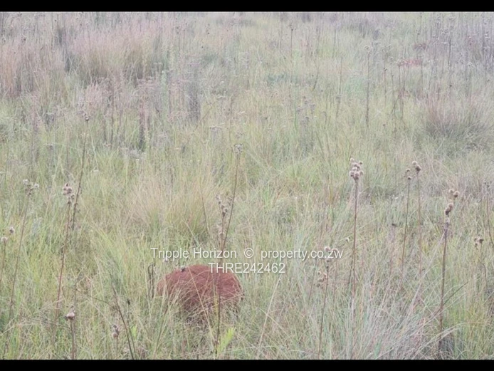 11,200 m² Grassy Parcel with Wildflowers — Highlands, Harare North