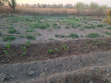 Farm & Agricultural Land