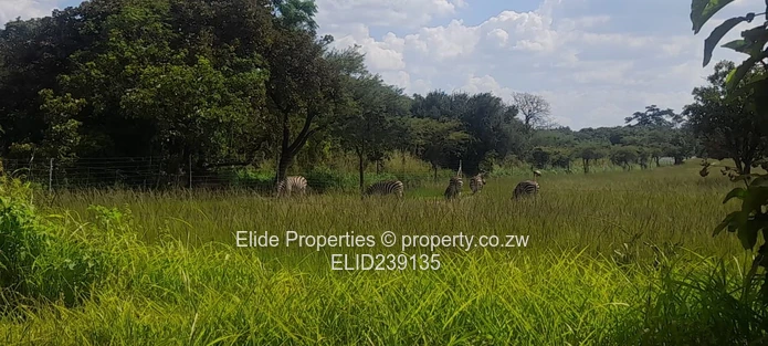 Pomona-Buckland Terrance Stand for Sale (Sole Mandate)