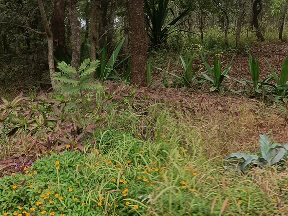 Farm & Agricultural Land