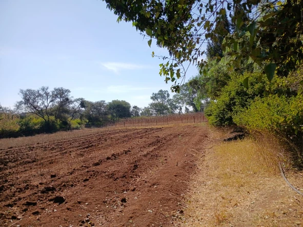 Farm & Agricultural Land