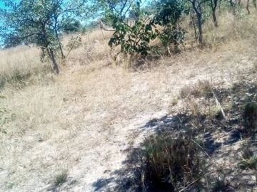 Farm & Agricultural Land