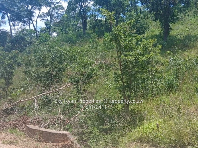 Carrick Creagh Borrowdale Stand For Sale