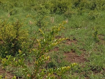 Commercial & Industrial Land