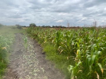 Farm & Agricultural Land