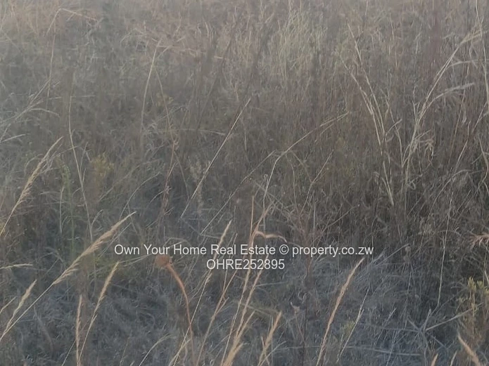 Nyeredzi Ridge stand for sale 
