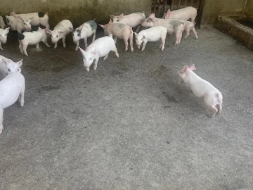 Farm & Agricultural Land