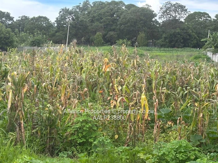 Elite Address, Infinite Potential: Prime Acre Stand in Borrowdale