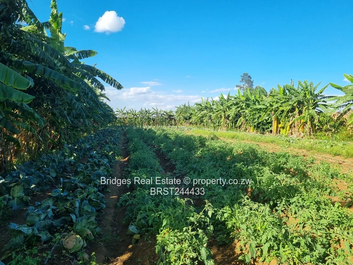 Fully Operational Peri Urban Agro Residential Plot (Sole Mandate)