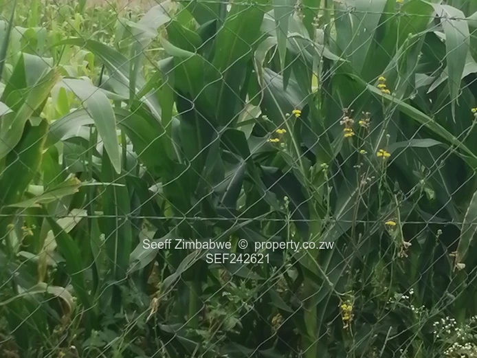 Rare Gem in Kensington, On Prime 8094 square meters virgin land in Bulawayo with Enormous Potential (Sole Mandate)