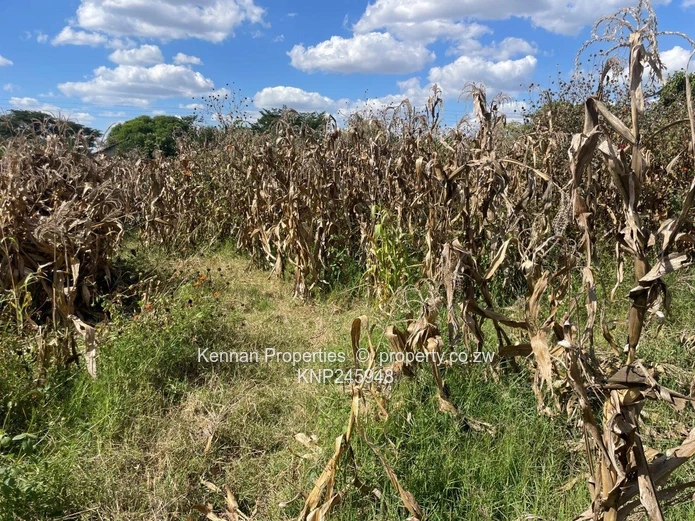 Old Malborough Stand For Sale  