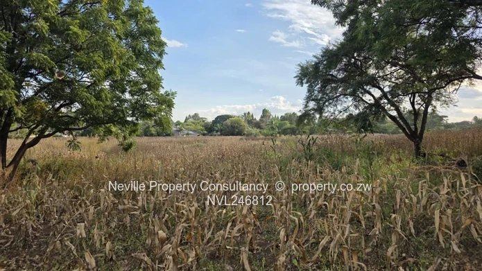 Prime 2000 m² Quinnington Stand — Tarred Roads, Trees